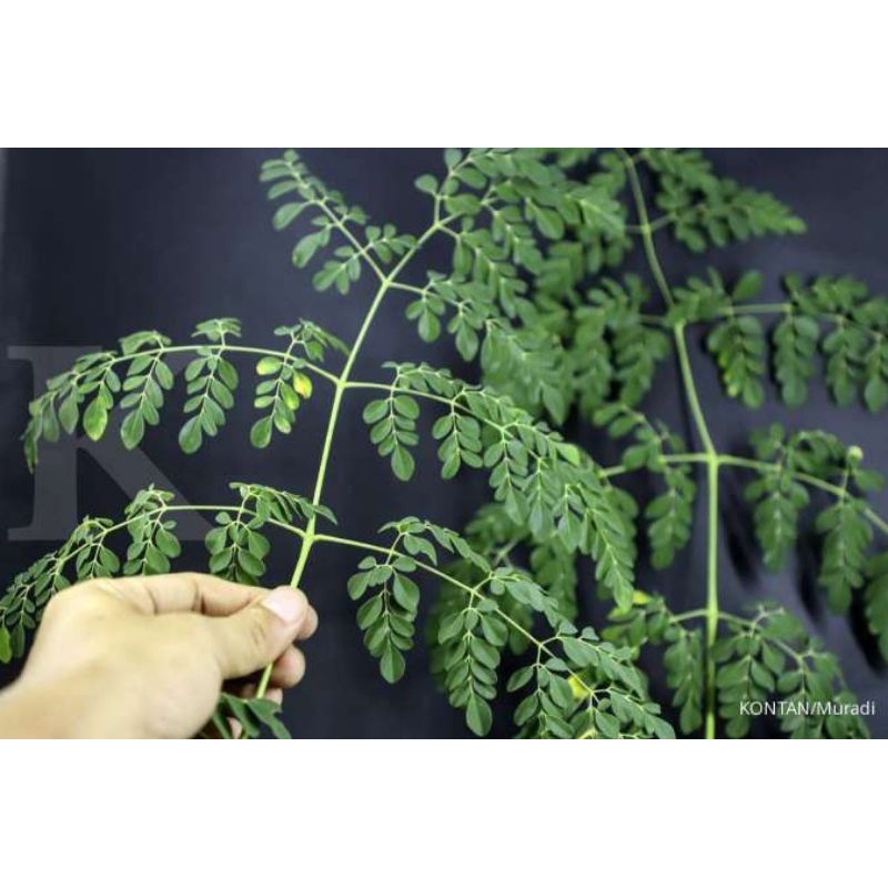 

daun kelor muda