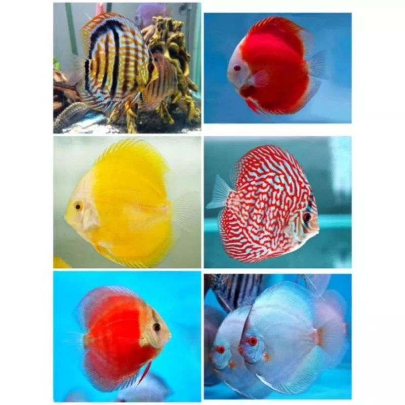 Ikan Hias Discus 2 inch 6 jenis pilihan ikan hias aquarium
