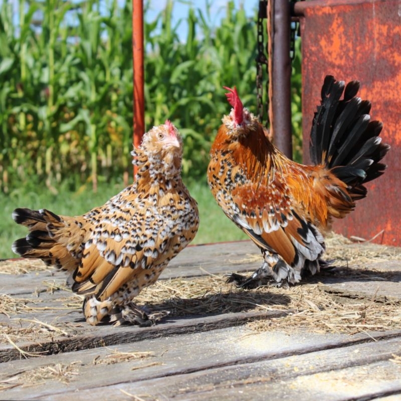 

Telur Tetas Ayam Belgian D'uccle Fertil ORI