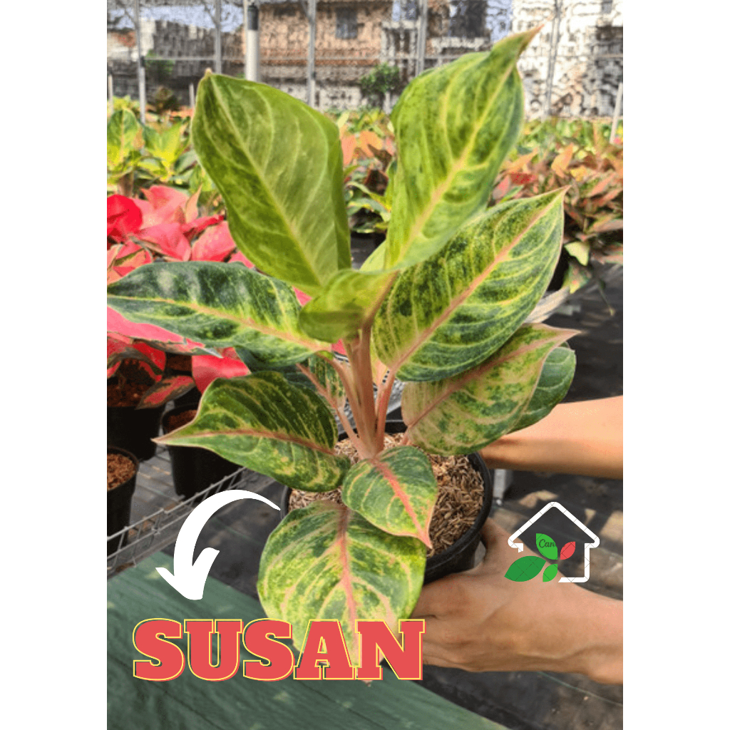 TANAMAN HIAS AGLONEMA SUSAN