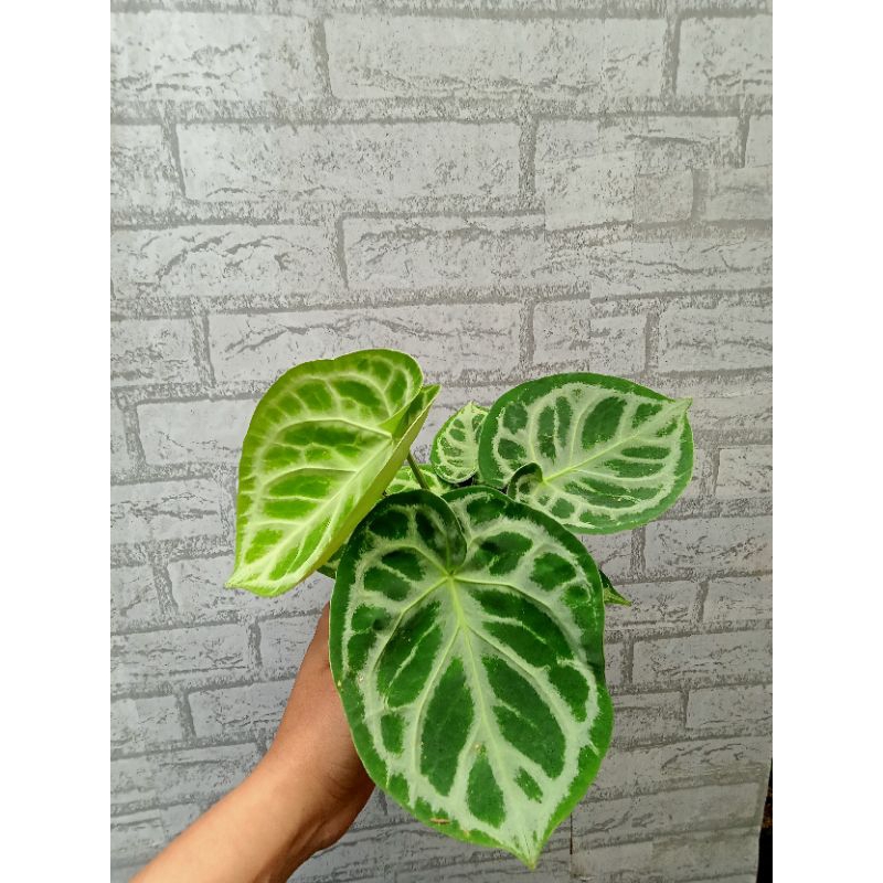 tanaman kuping gajah dorayaki