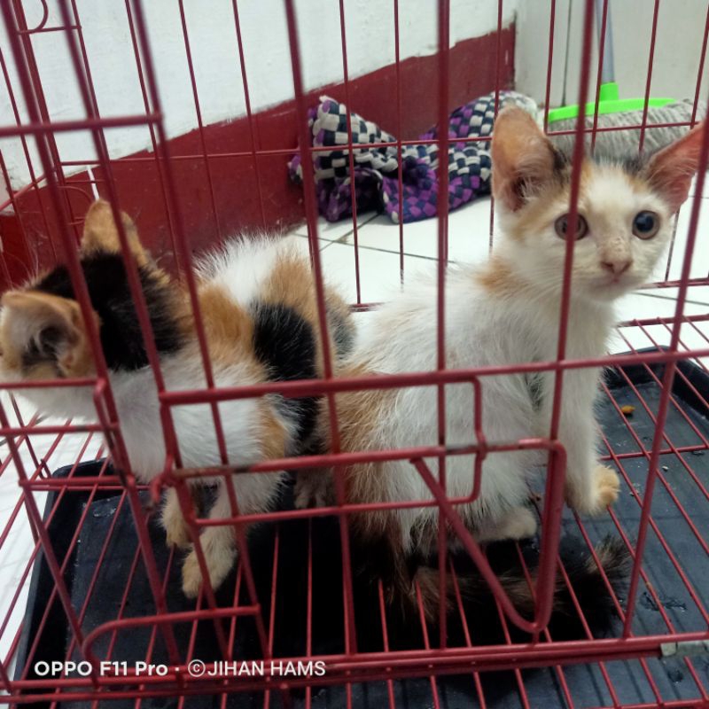 kucing Persia mix domestik dan packing keranjang