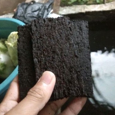 lempeng pakis media aquascape