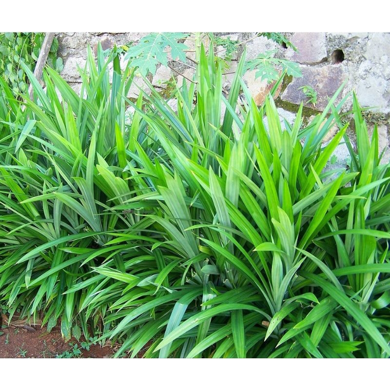 

Daun pandan wangi organik