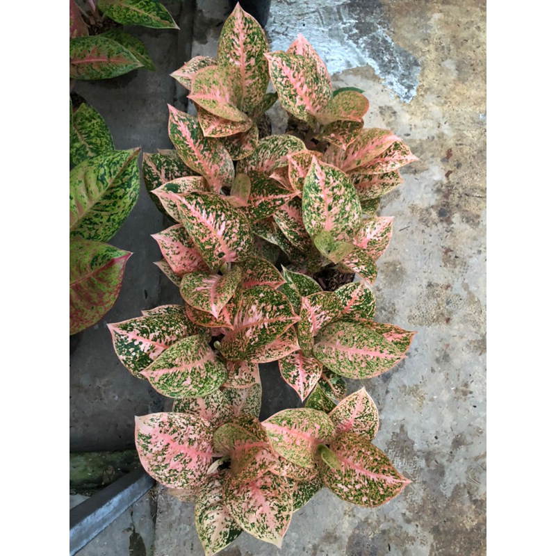 Aglaonema Stardust Orange