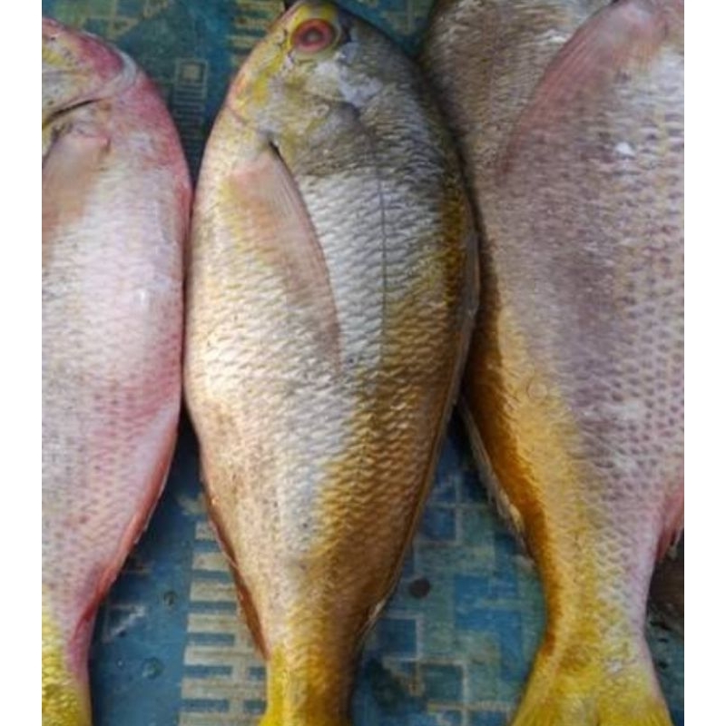 

ikan ekor kuning segar 500grm