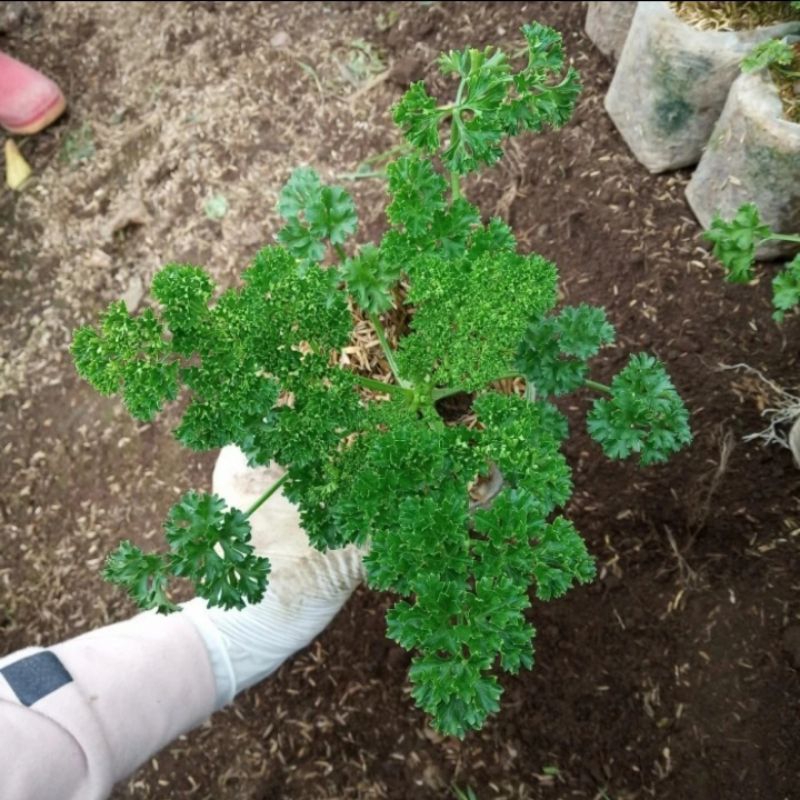 Tanaman sayur/bahan penyedap(peterseli) parsley Tanaman hidup