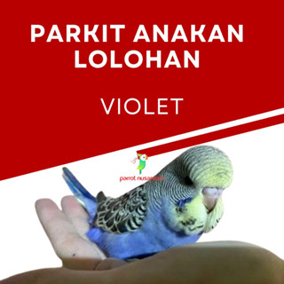 burung parrot parkit violet anakan lolohan baby
