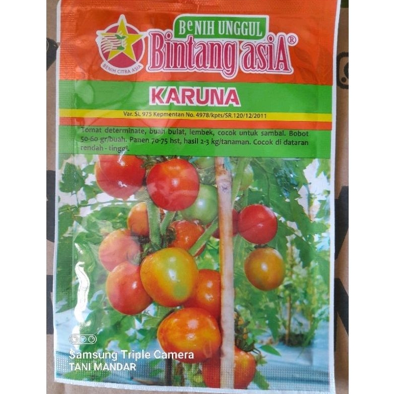 BENIH UNGGUL TOMAT KARUNA BINTANG ASIA