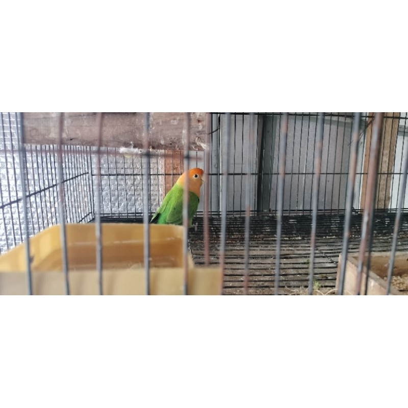 Lovebird Nonklep NK burung love bird non klep dewasa