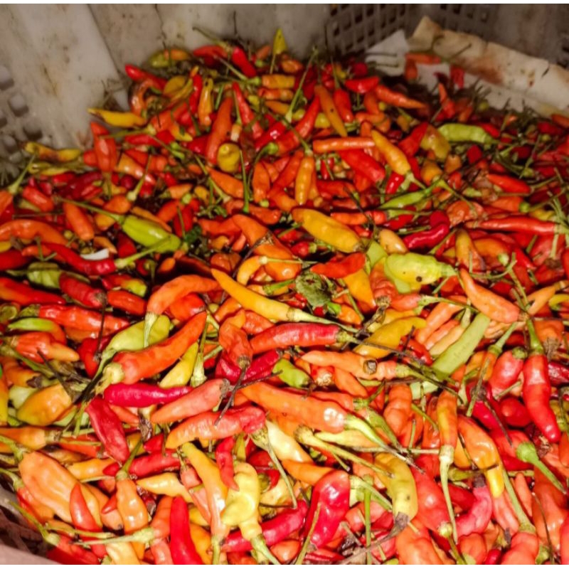 

Lombok Cabe Rawit Belum di Petik