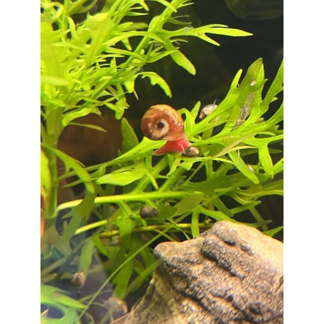 Keong Hias Merah Red Ramshorn Ikan Hias Aquascape