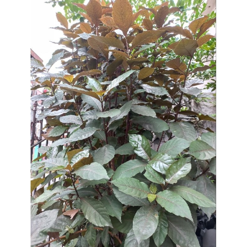 daun handeleum / daun ungu obat ambeien wasir