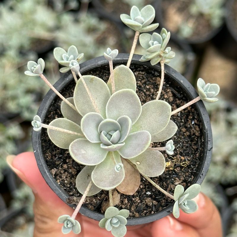 Sukulen Orostachys Boehmeri Chinese Dunce Cap