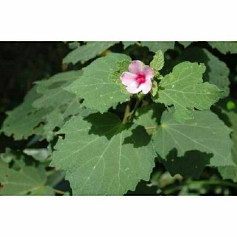 

termurah daun pulutan 500gram