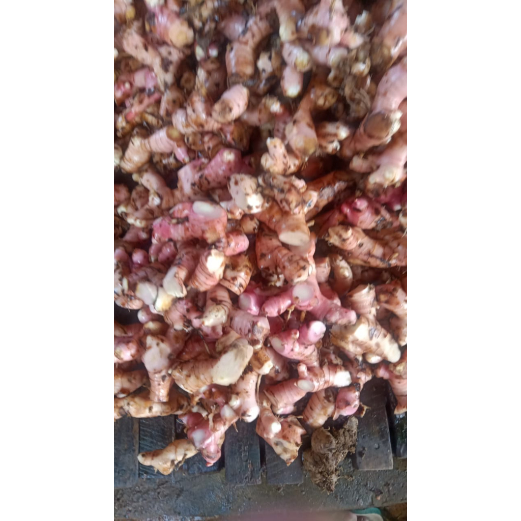

Lengkuas Laos Rempah Bumbu Dapur Murah