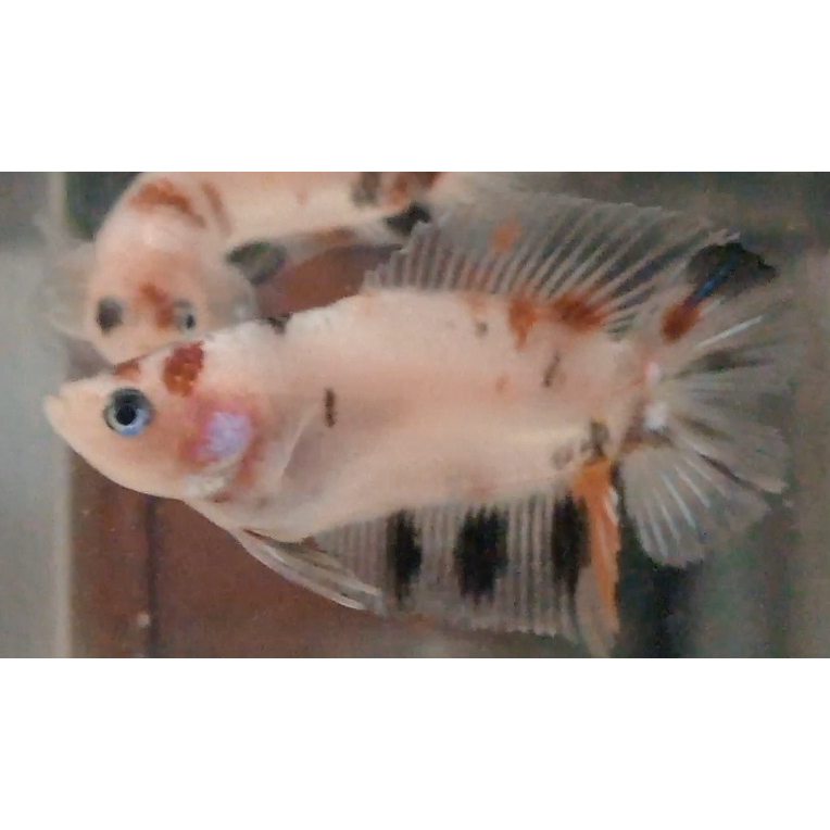 Ikan Cupang PKDT Plakat Double Tail Nemo Multy Male Anakan PKDT09