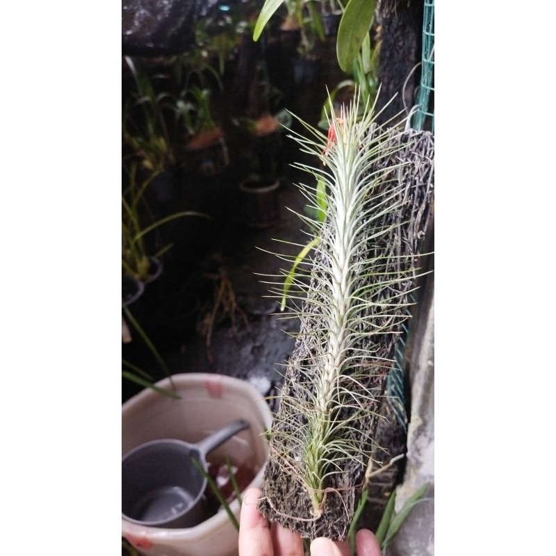 Tillandsia Funckiana