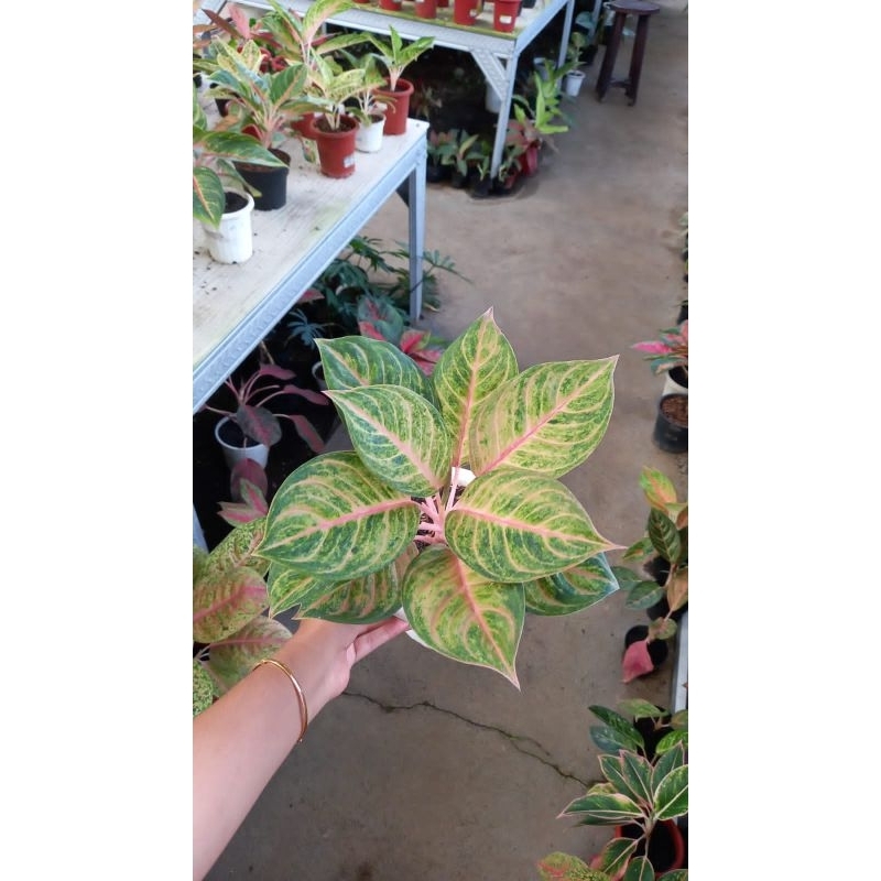 aglonema susan murah / susan ekonomis sesuai foto