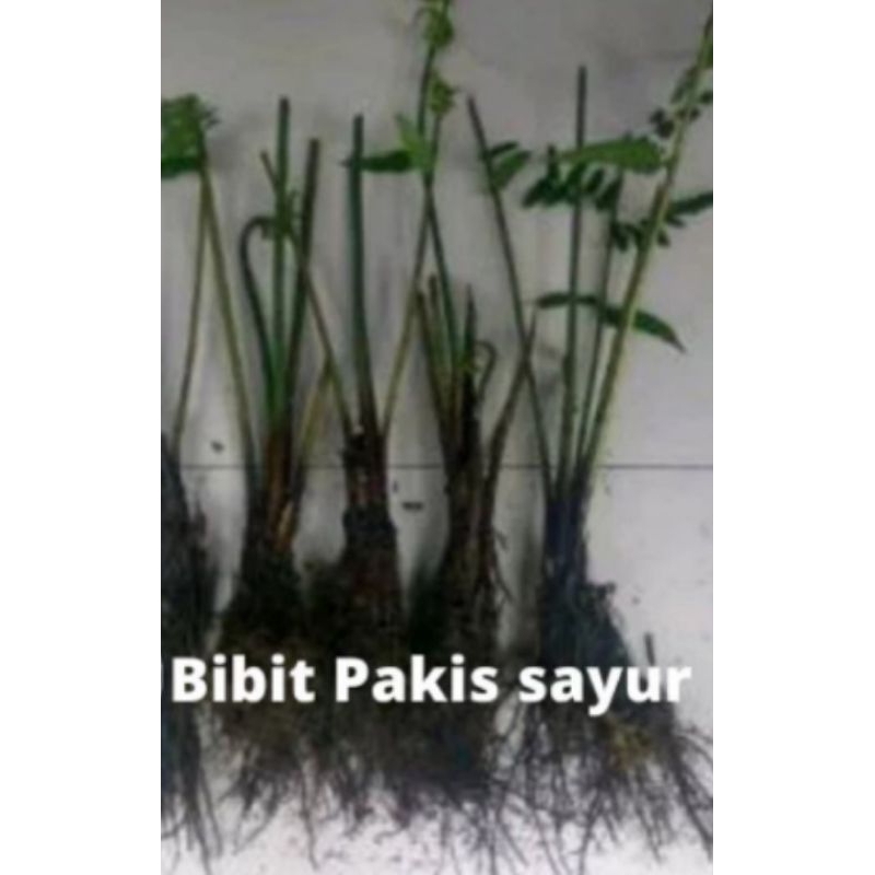 

promo Bibit Pakis Sayur mugi laris