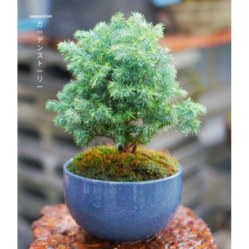 TERBARU BONSAI MAME CEMARA EMBUN SILVER BAHAN RIMBUN