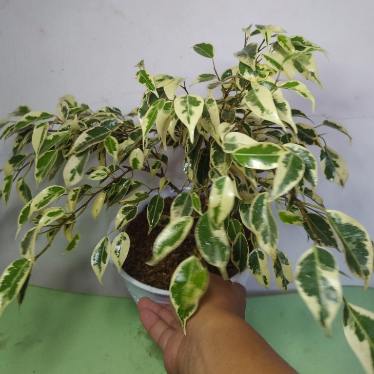 tanaman hias beringin putih variegata kualitas premium