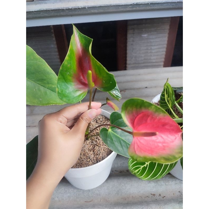 anthurium bunga presiden hybrid