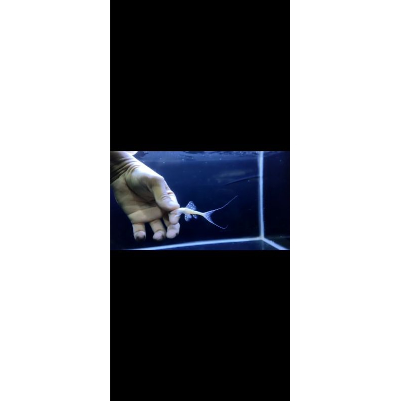 Adonis Albino (Pleco L155 Albino) 8-10cm