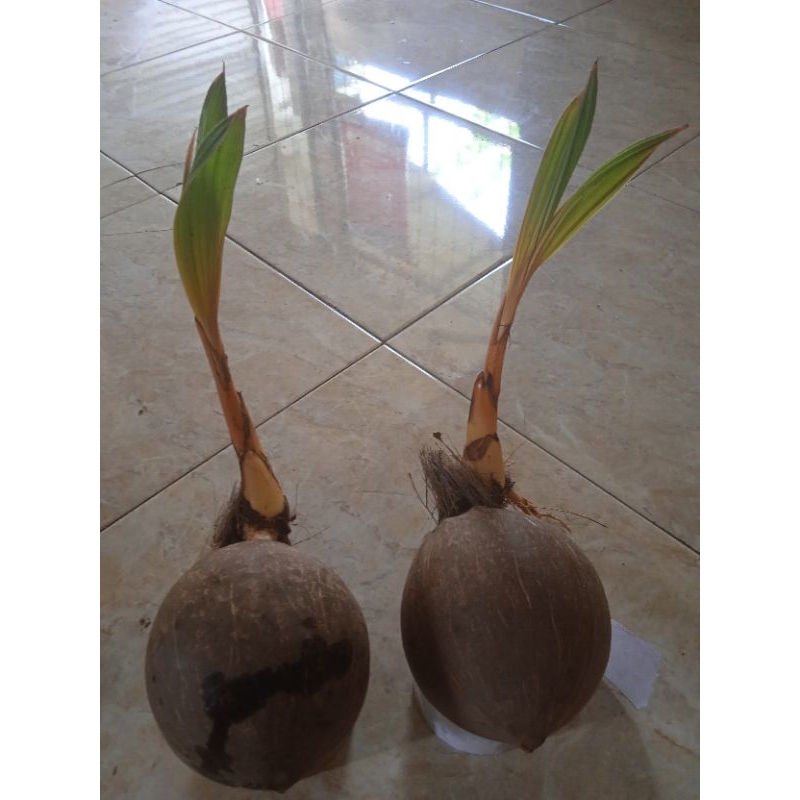 Bonsai kelapa gading orange