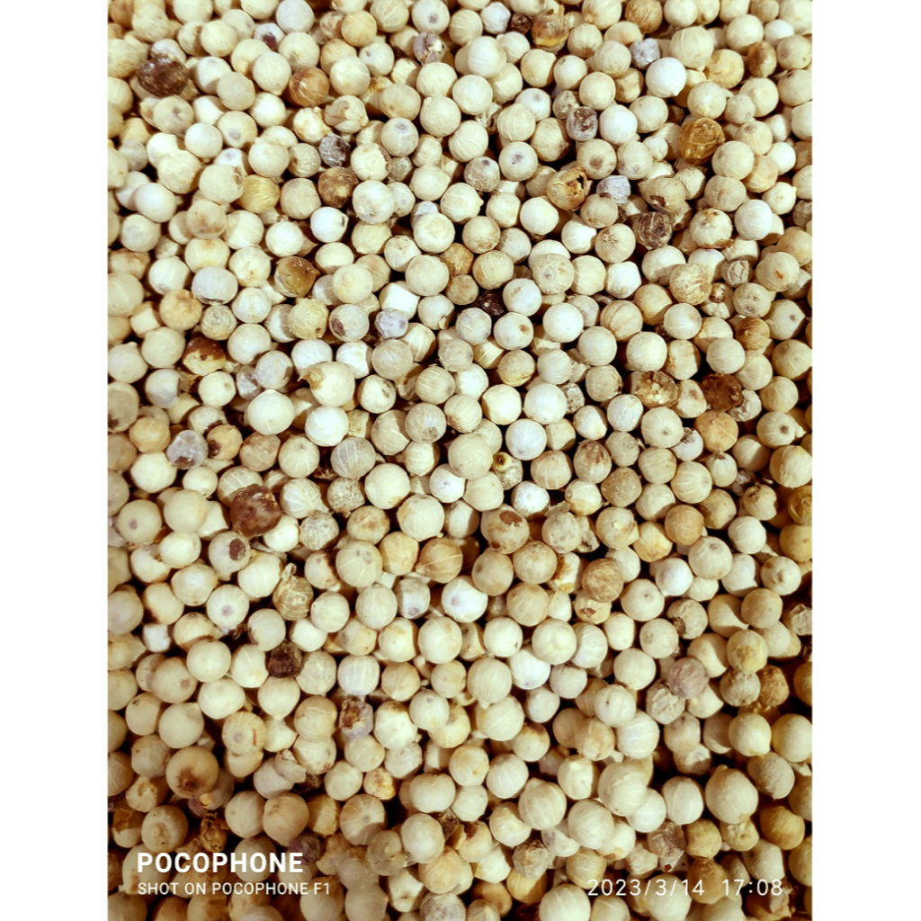 

Lada Putih/Merica/Papper Original Berat 250gr