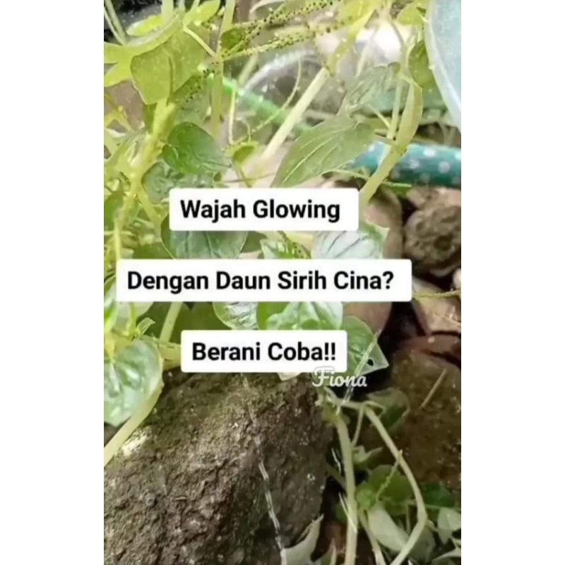 

250 gram daun sirih cina fresh segar