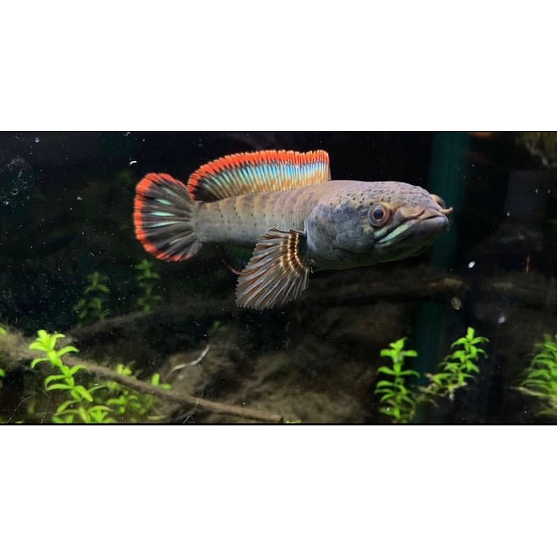 Limbata super rim merah, 10-15 cm, besar dan galak, asli pegunungan