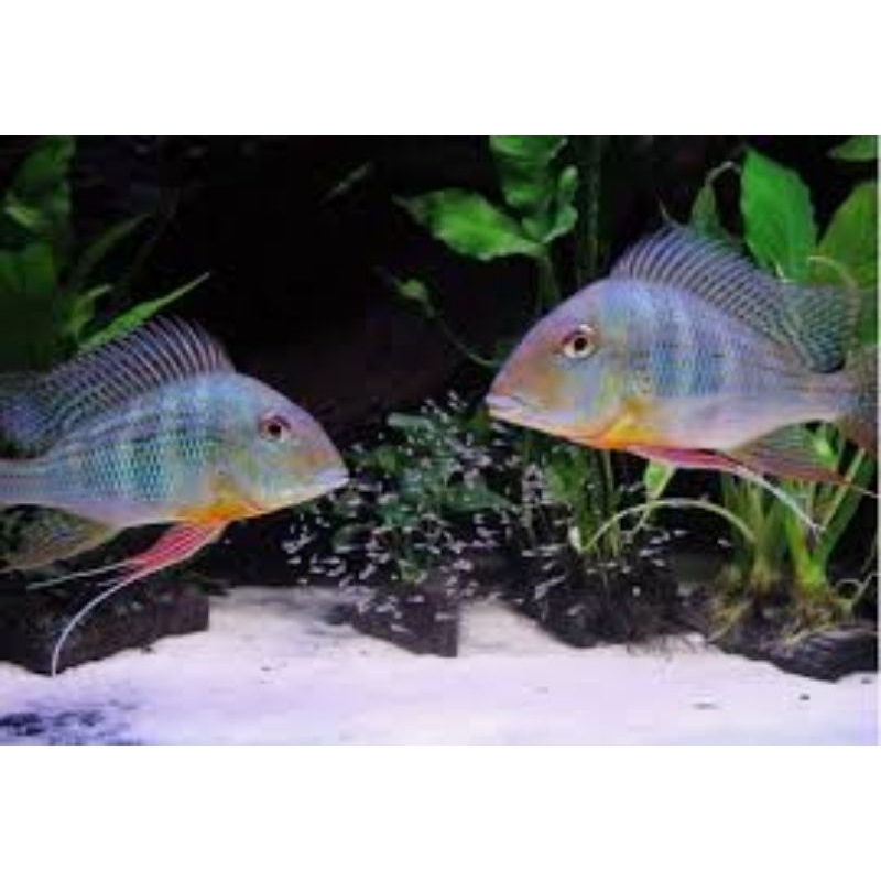 Geophagus Altifrons