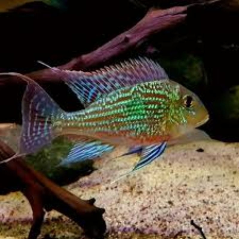 Geophagus Sveni