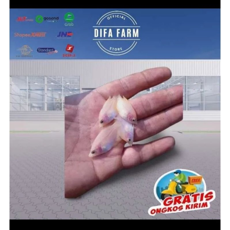 Paket 50 Ekor Bibit Gurame Padang Albino Ukuran Kuku Jari