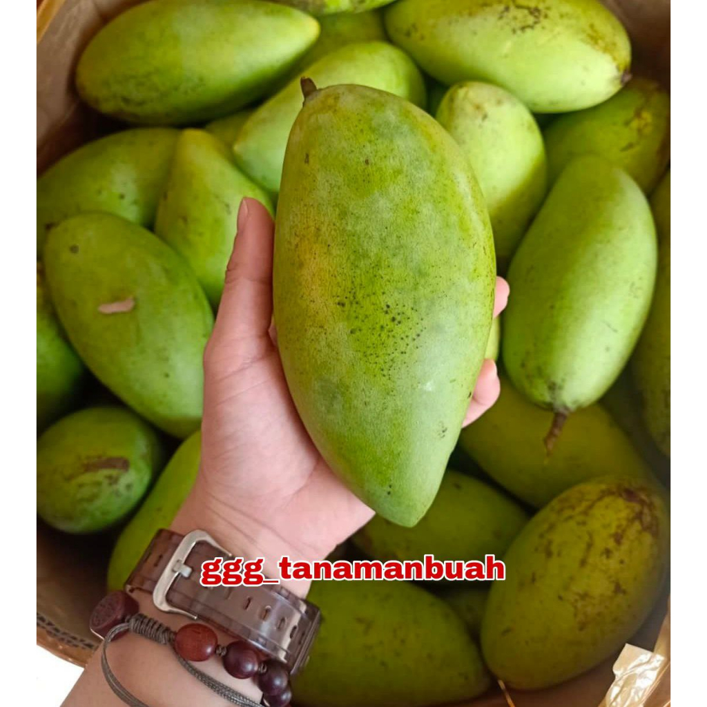 Bibit Mangga Namdokmai Mun Golden Super Cepat Berbunga