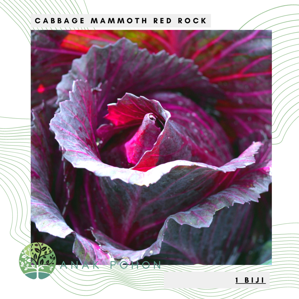 Benih Bibit Biji - Cabbage Mammoth Red Rock Kubis Merah Raksasa Seeds - IMPORT