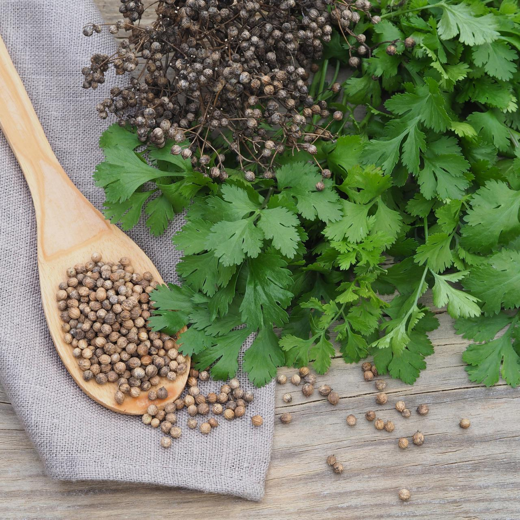 Benih Bibit Biji - Coriander for Seed / Ketumbar Penghasil Biji Seeds - IMPORT