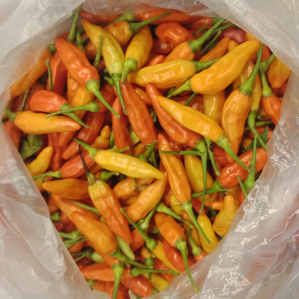 

Cabe / Cabai Rawit Merah Super Ori Pedas Segar