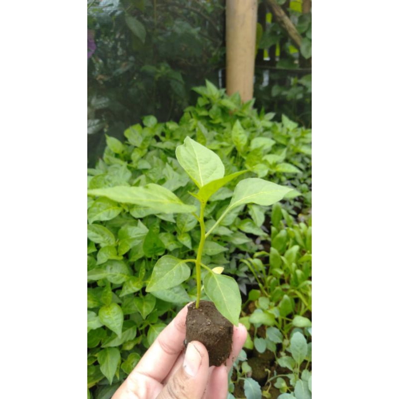 bibit cengek domba bibit hidup berakar