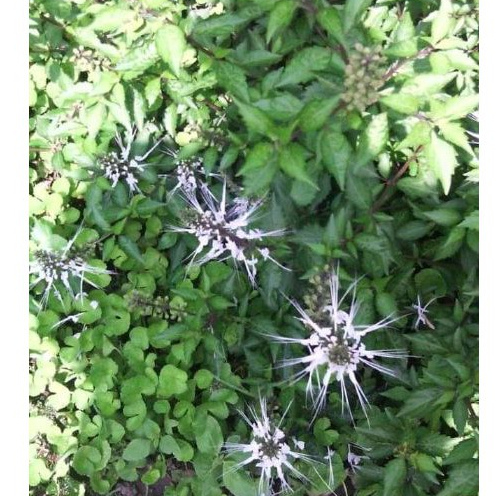 

Daun kumis kucing segar per 300 gram