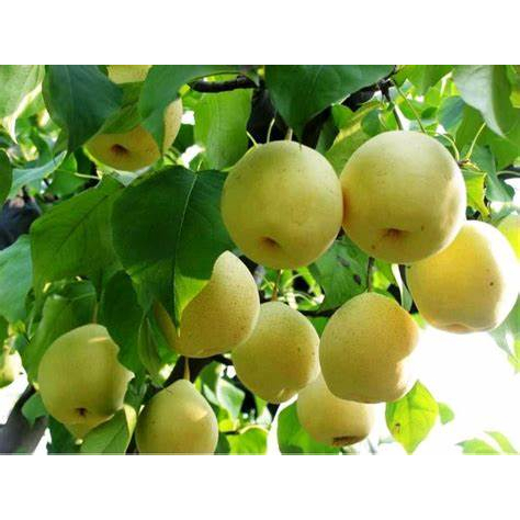 Pear Import Holland Kuning