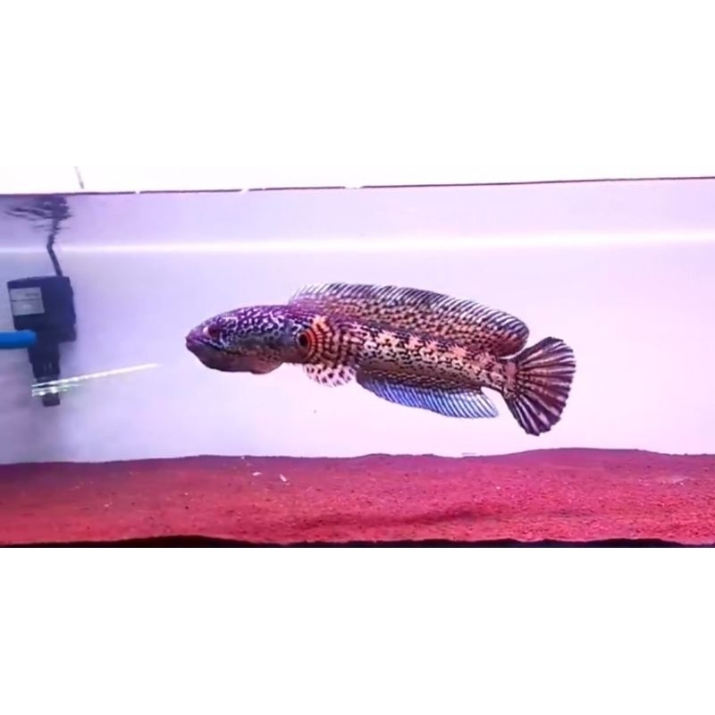 Auranti 8-10 cm gondrong spek kontes