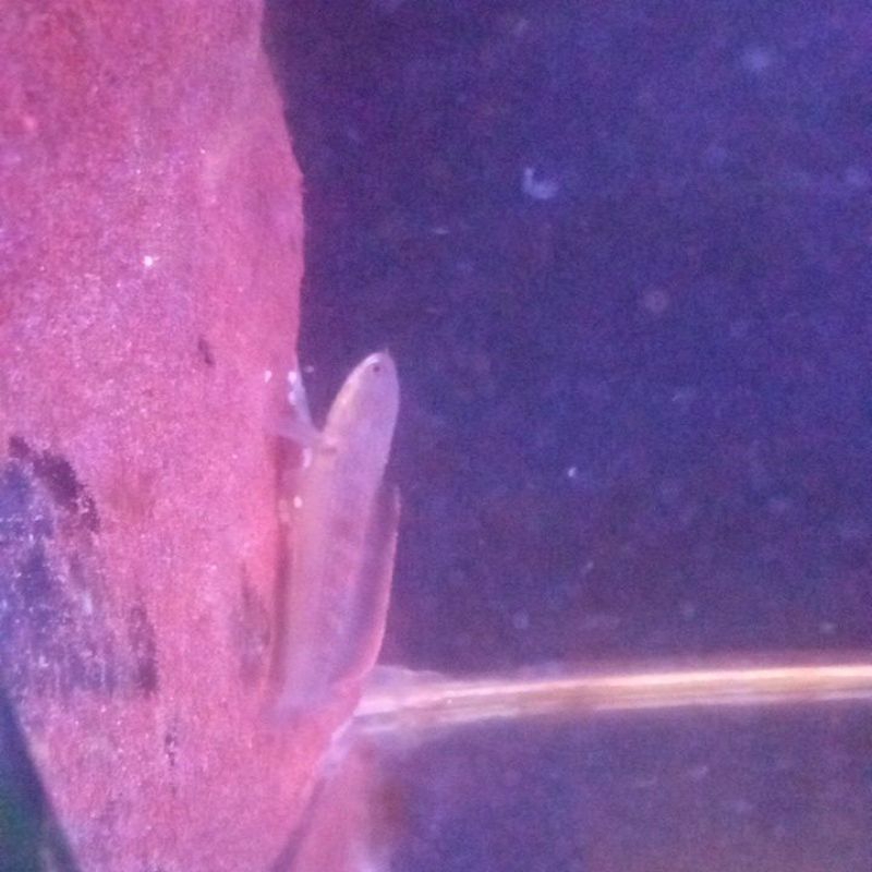 hiasan aquarium channa limbata 5-6-7cm