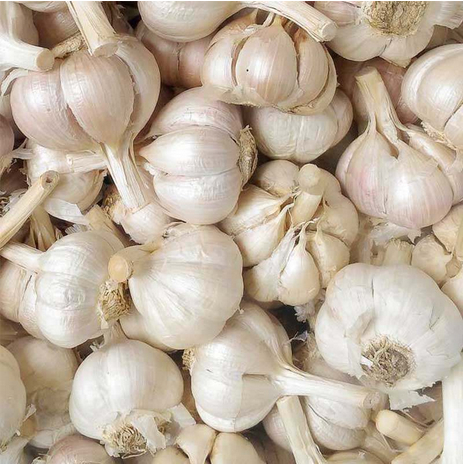 

Bawang Putih Kating 1kg ( sudah bersih)