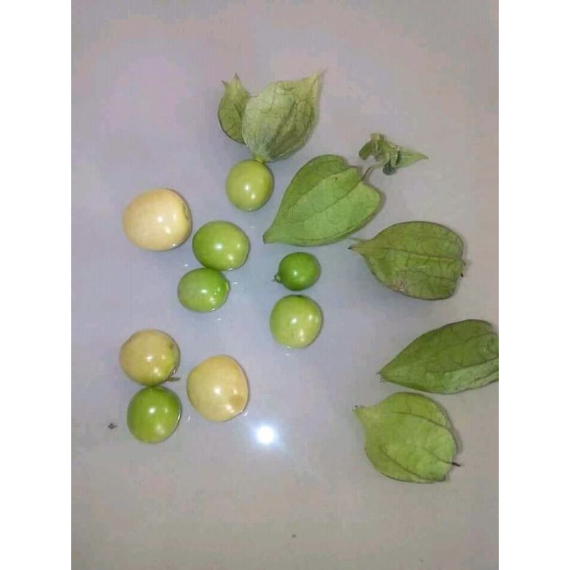 

buah cipluan