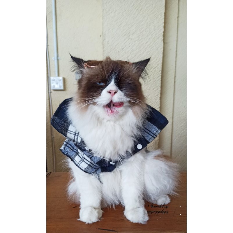 baju kemeja kucing