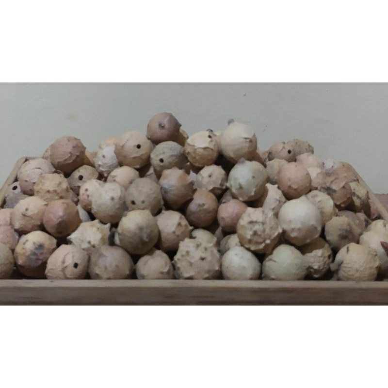 

Buah Manjakani 1kg