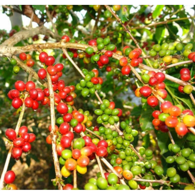 

Buah kopi Arabika matang segar 1 kg