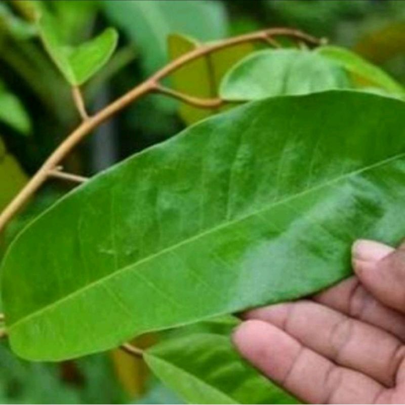 

1kg daun durian segar herbal alami obat tradisional di petik saat di order readystok siap kirim
